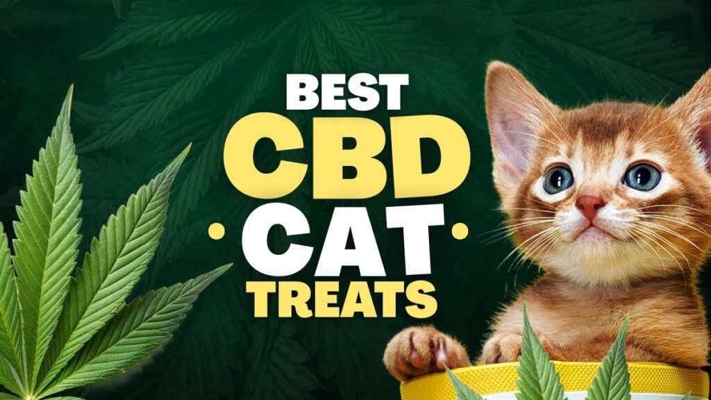 Best CBD Cat Treats