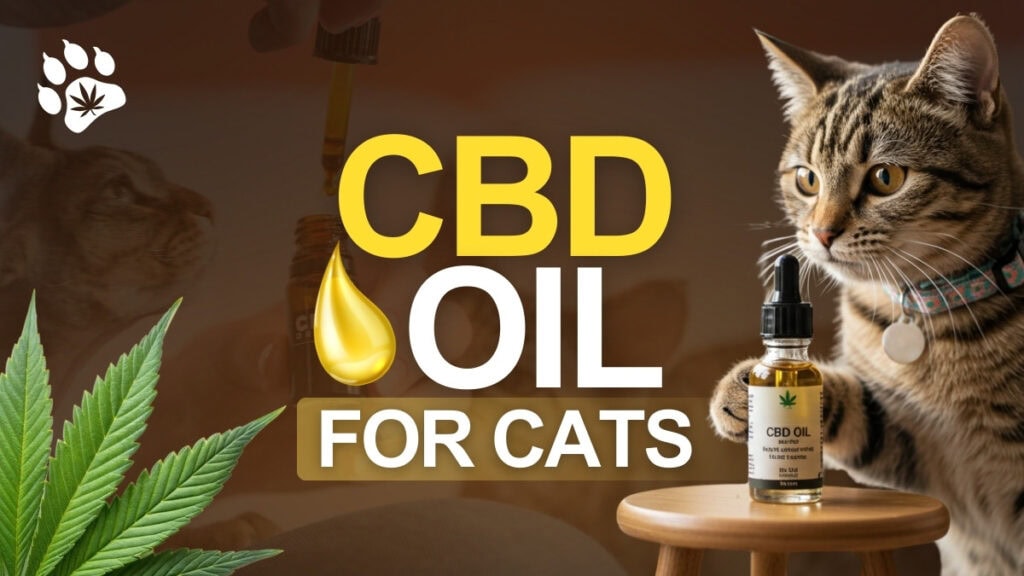 CBD Oil for Cats