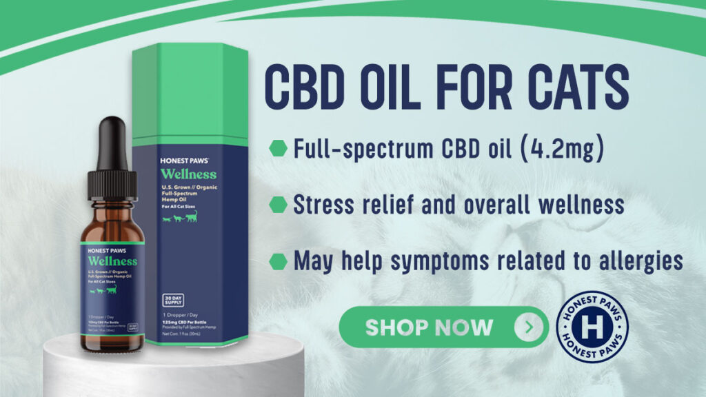 CBD Oil for Cats