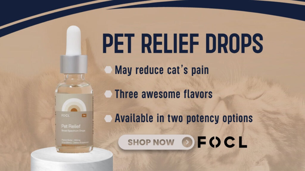 CBD Oil for Cats