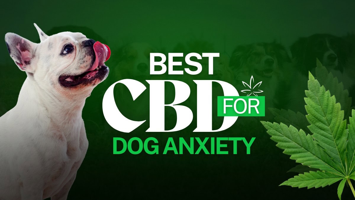 Best CBD for Dogs Anxiety in 2025: Oils, Treats, Tinctures & More