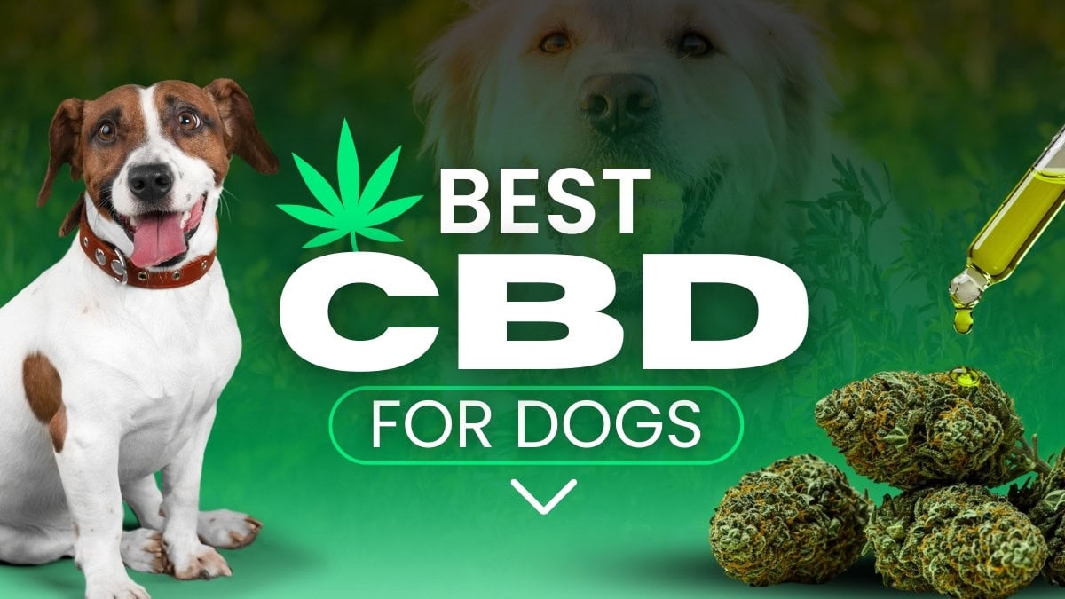 Best CBD for Dogs: Top CBD Oils, Chews, & Treats for Dogs in 2025