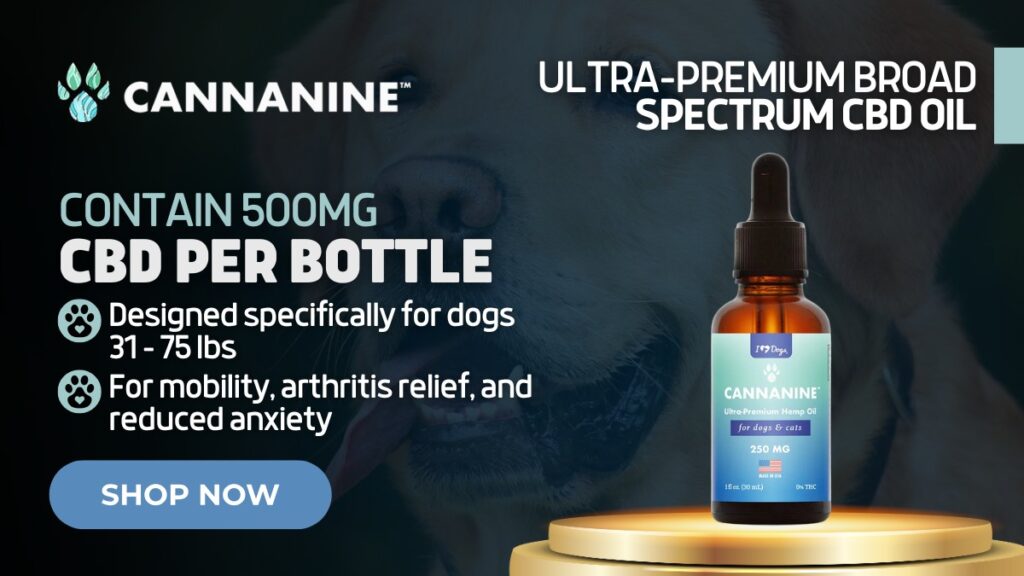 Best CBD for Dog Anxiety