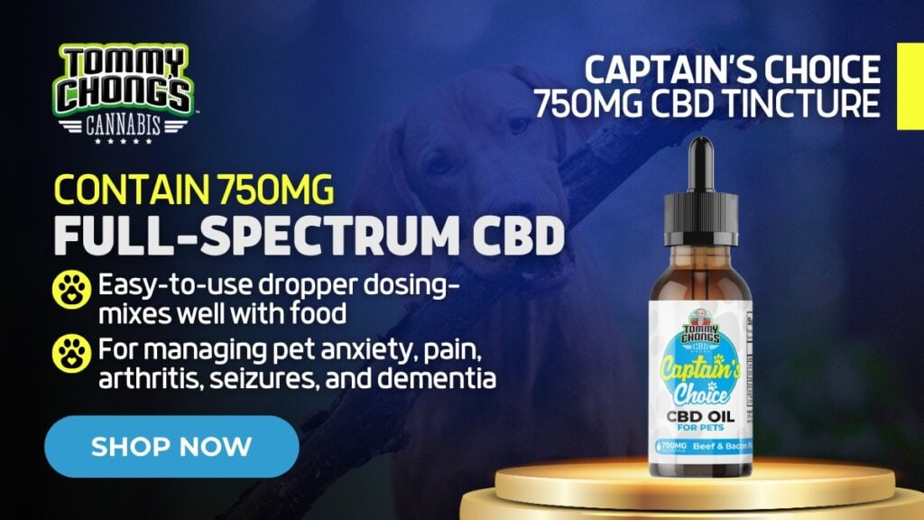 Best CBD for Dog Anxiety